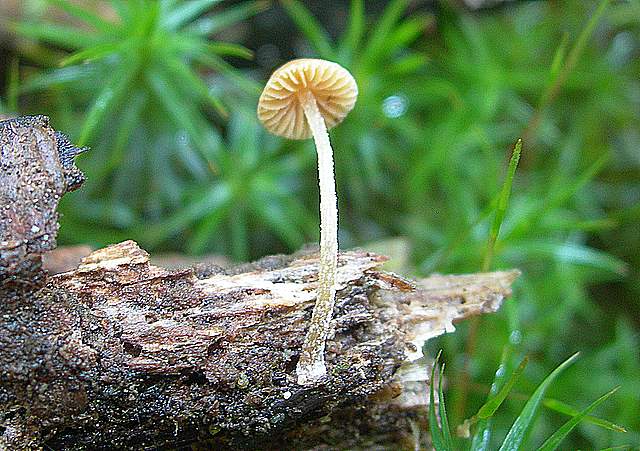 Funghi trasformisti , necrofili e sterili